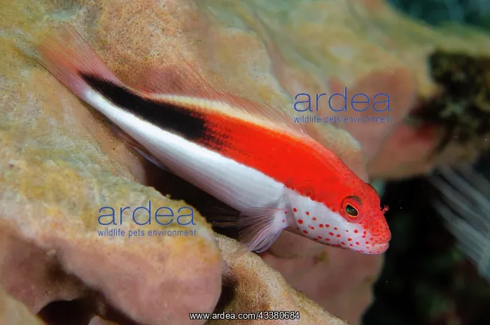 : Freckled Hawkfish - juvenile - Coral Garden dive : Freckled Hawkfish - juvenile - Coral Garden dive