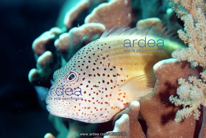  : Freckled Hawkfish resting on coral