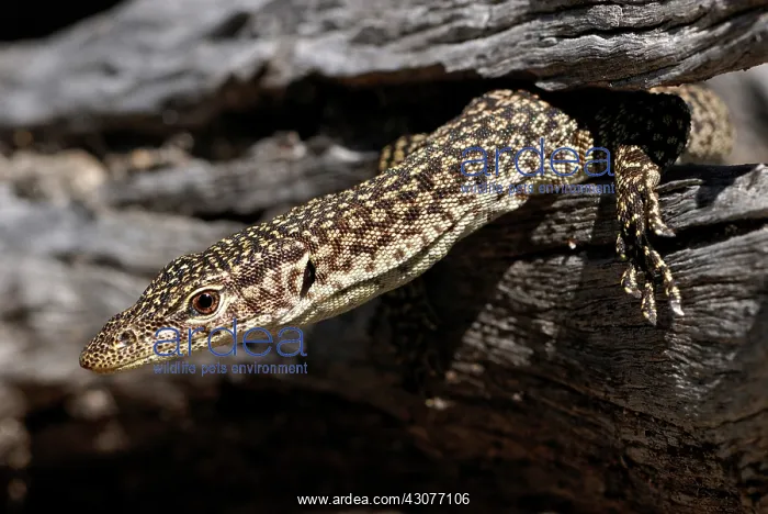 : Freckled monitor lizard : Freckled monitor lizard