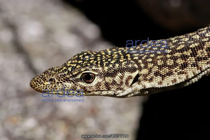 : Freckled monitor lizard : Freckled monitor lizard