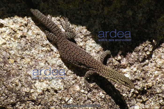 : Freckled monitor lizard : Freckled monitor lizard