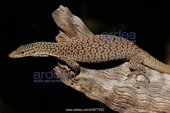 : Freckled monitor lizard : Freckled monitor lizard