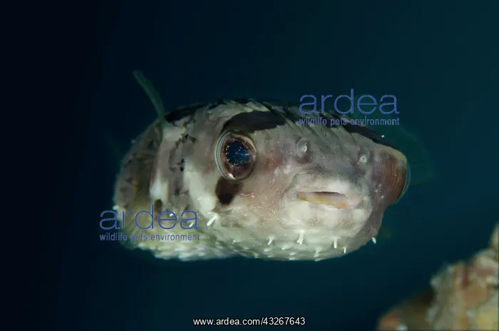 : Freckled Porcupinefish / Balloonfish : Freckled Porcupinefish / Balloonfish