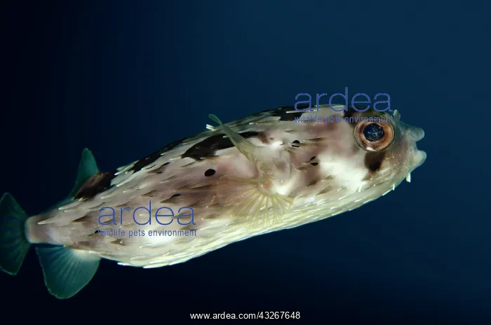 : Freckled Porcupinefish / Balloonfish : Freckled Porcupinefish / Balloonfish