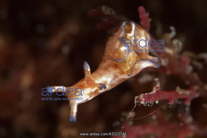 : Freckled Sea Hare : Freckled Sea Hare
