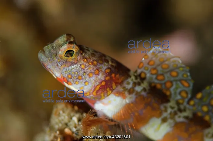 : Freckled Shrimpgoby - on black sand : Freckled Shrimpgoby - on black sand