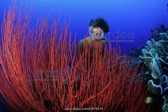 : Free diver posing between red sea whips, Ellisella sp. Wal : Free diver posing between red sea whips, Ellisella sp. Wal