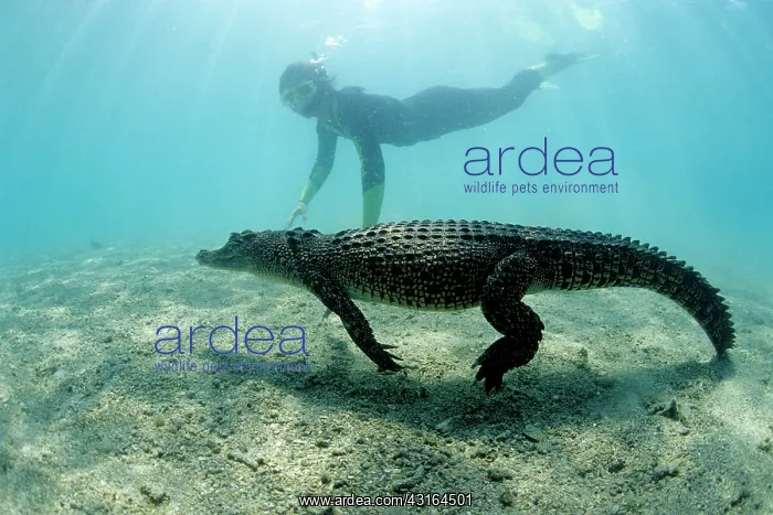 : free diver with saltwater crocodile Crocodylus porosus Kimbe : free diver with saltwater crocodile Crocodylus porosus Kimbe