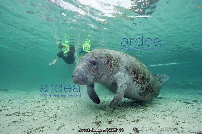 : Free divers and Florida manatee, Trichechus manatus latirost : Free divers and Florida manatee, Trichechus manatus latirost