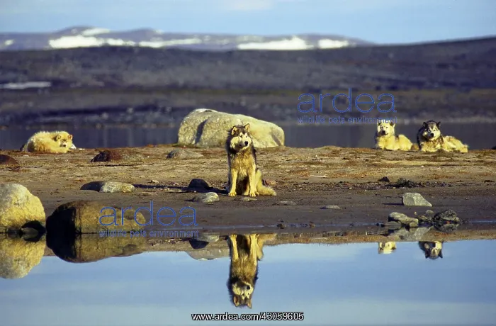 : Free Eskimo dogs on an island near Baffin Canada : Free Eskimo dogs on an island near Baffin Canada