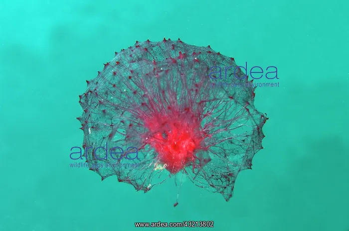 : Free-floating Pink Puffball Sponge (Oceanapia sagittaria) : Free-floating Pink Puffball Sponge (Oceanapia sagittaria)
