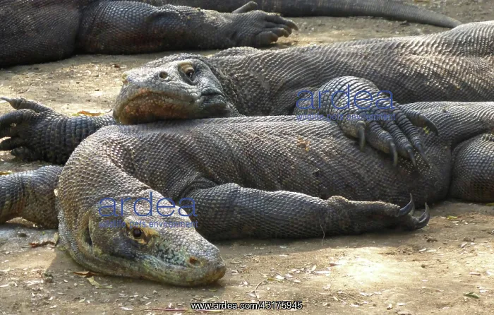 : Free-living juvenile komodo dragons (Varanus komodoensis) : Free-living juvenile komodo dragons (Varanus komodoensis)