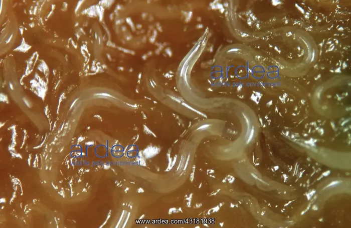  : Free-living parasitic nematodes