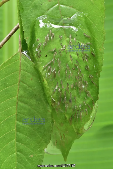 : Free Madagascar Frog (Guibemantis liber) eggs laid : Free Madagascar Frog (Guibemantis liber) eggs laid
