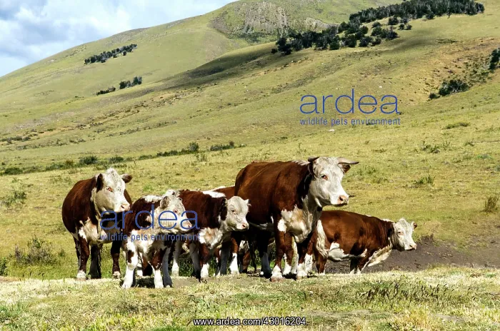  : Free Range Cattle on grass