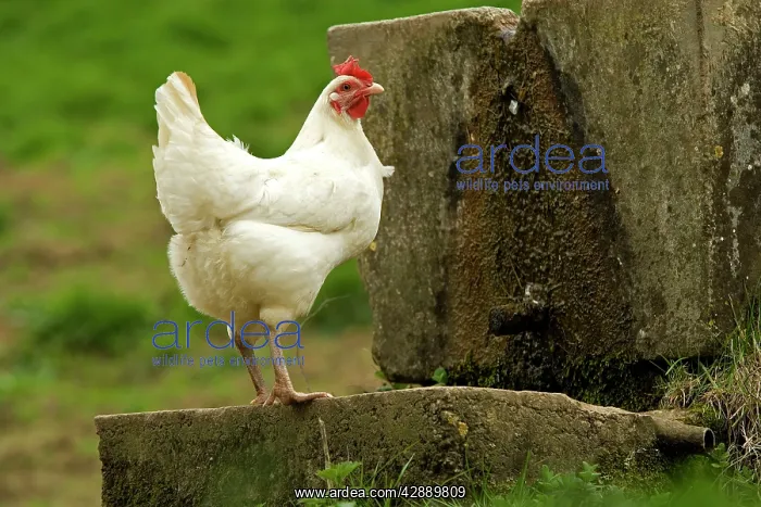  : Free Range Chicken