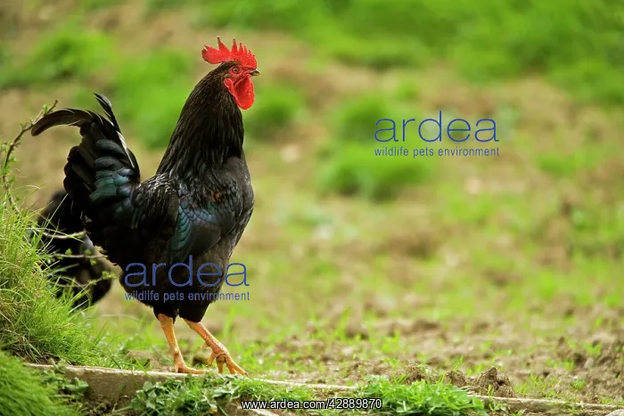  : Free Range Chicken