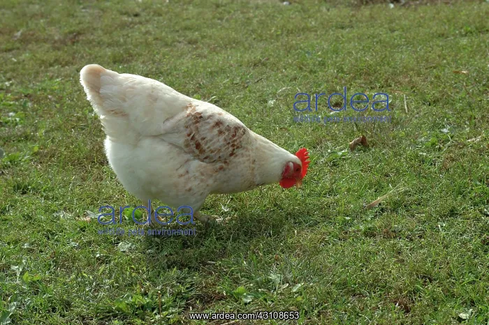 : Free Range Chicken : Free Range Chicken