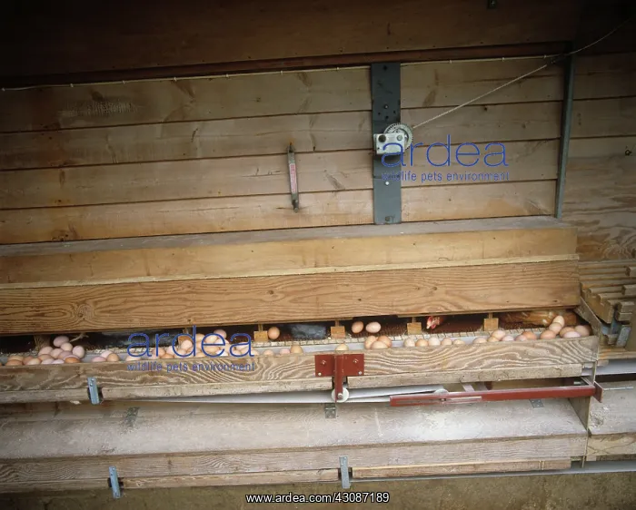 : Free range chicken eggs : Free range chicken eggs