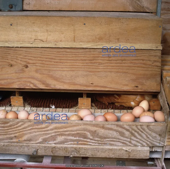: Free range chicken eggs : Free range chicken eggs