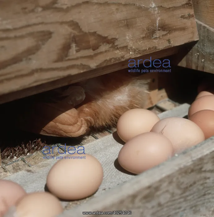 : Free Range Chicken Eggs : Free Range Chicken Eggs
