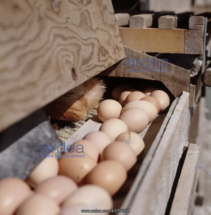 : Free Range Chicken Eggs : Free Range Chicken Eggs
