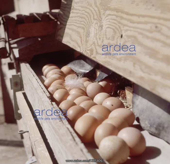 : Free Range Chicken Eggs : Free Range Chicken Eggs