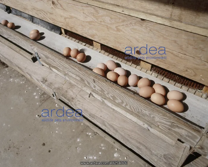 : Free Range Chicken Eggs : Free Range Chicken Eggs