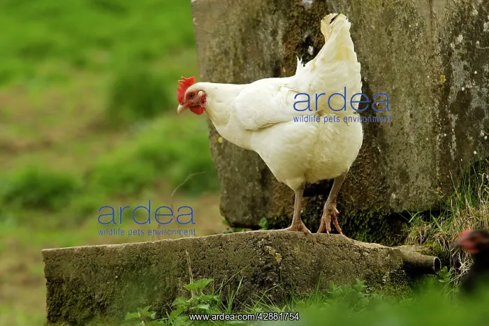  : Free Range Chicken. France