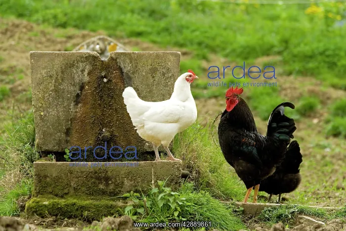: Free Range Chickens : Free Range Chickens