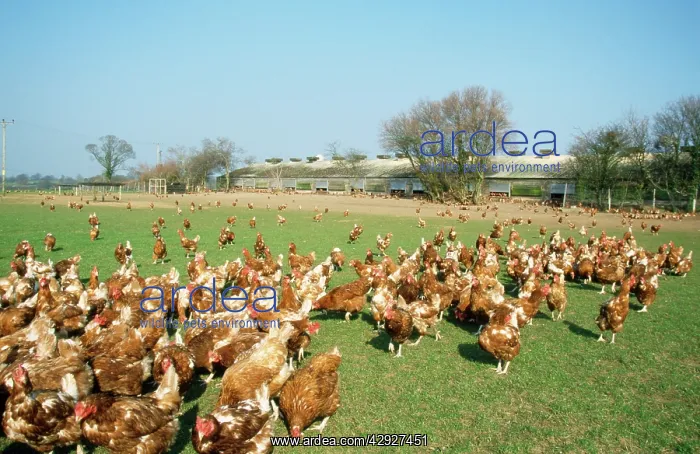  : Free Range CHICKENS