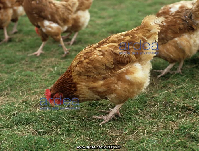 : Free range chickens : Free range chickens