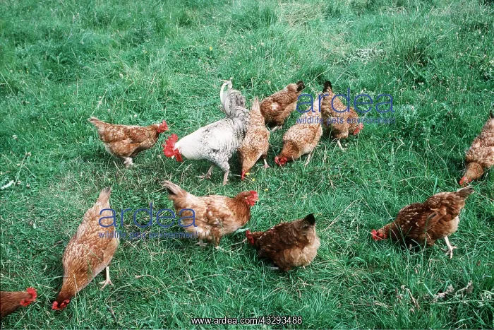 : FREE RANGE CHICKENS : FREE RANGE CHICKENS