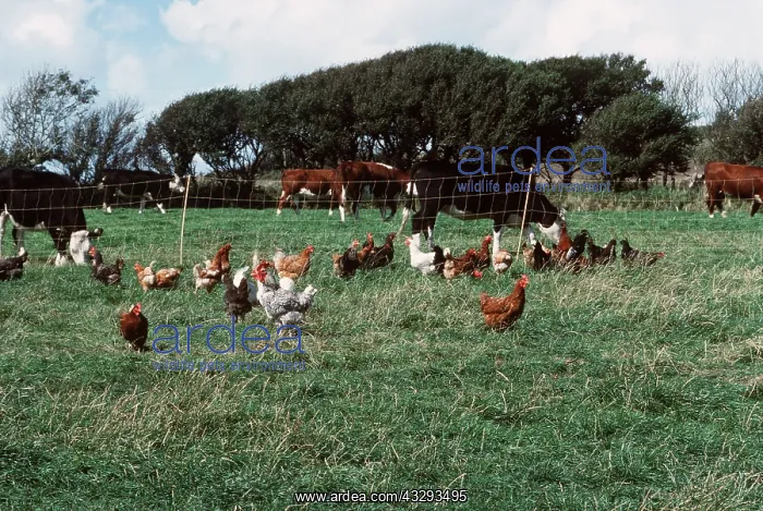 : FREE RANGE CHICKENS : FREE RANGE CHICKENS