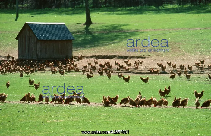: Free-Range Chickens - able to feed outside in the sun : Free-Range Chickens - able to feed outside in the sun
