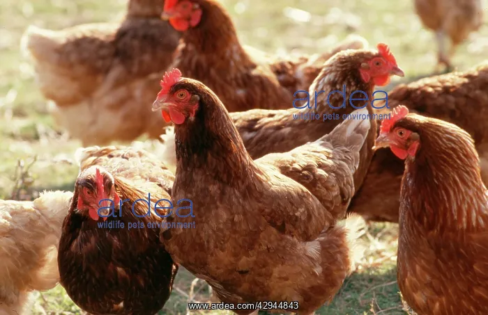  : Free Range CHICKENS - group of brown hens