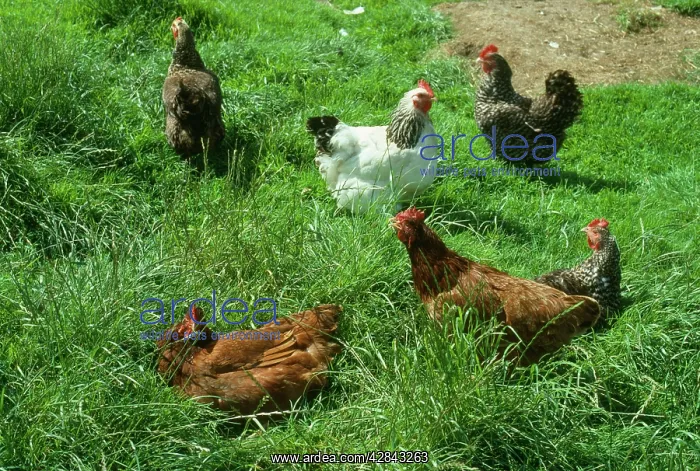 : Free-range Chickens - Hens outside sunbathing : Free-range Chickens - Hens outside sunbathing
