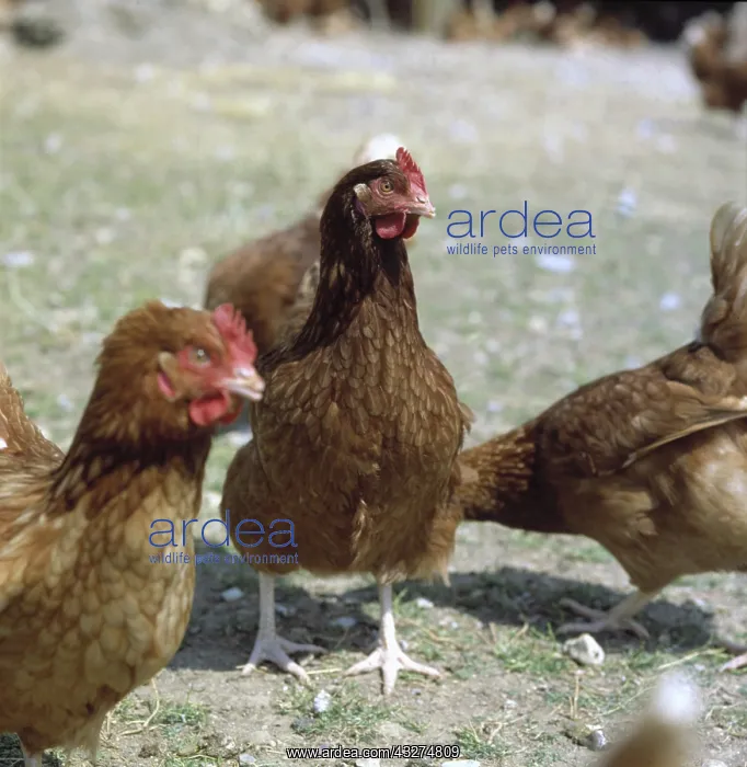 : Free range hen : Free range hen