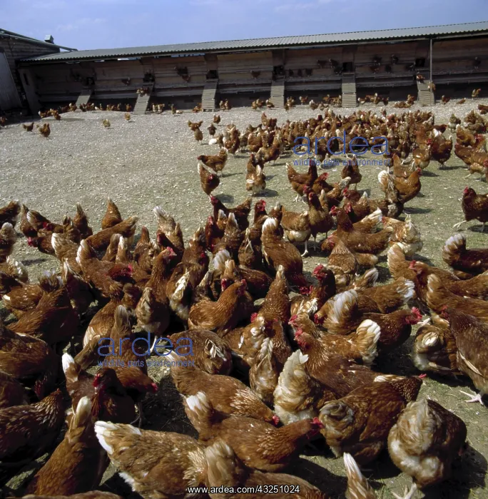 : Free range hens : Free range hens