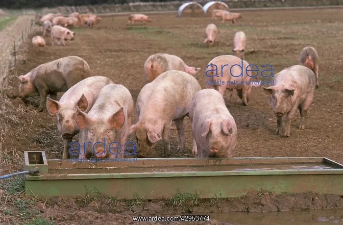 : Free range pigs in field : Free range pigs in field