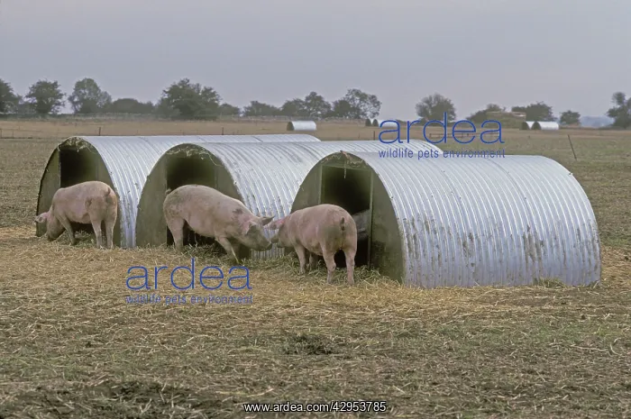 : Free range pigs in field : Free range pigs in field