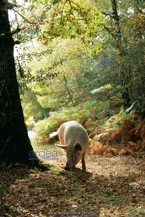 : Free Range PIGS - foraging : Free Range PIGS - foraging