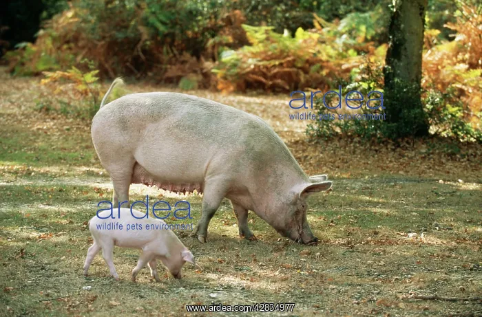 : Free Range PIGS & Piglets - foraging : Free Range PIGS & Piglets - foraging