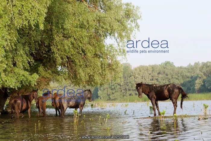 : The free roaming horses of Maliuc. In the : The free roaming horses of Maliuc. In the