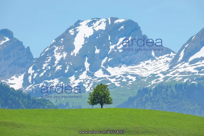 : Free-standing, single lime trees on a hill in front : Free-standing, single lime trees on a hill in front