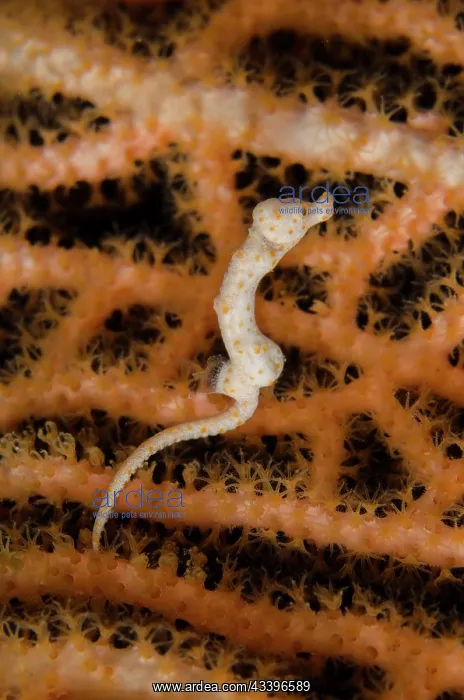 : Free-swimming Denise's Pygmy Seahorse : Free-swimming Denise's Pygmy Seahorse