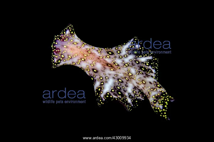 : Free-swimming Flatworm Gili Lawa Darat Island, north : Free-swimming Flatworm Gili Lawa Darat Island, north