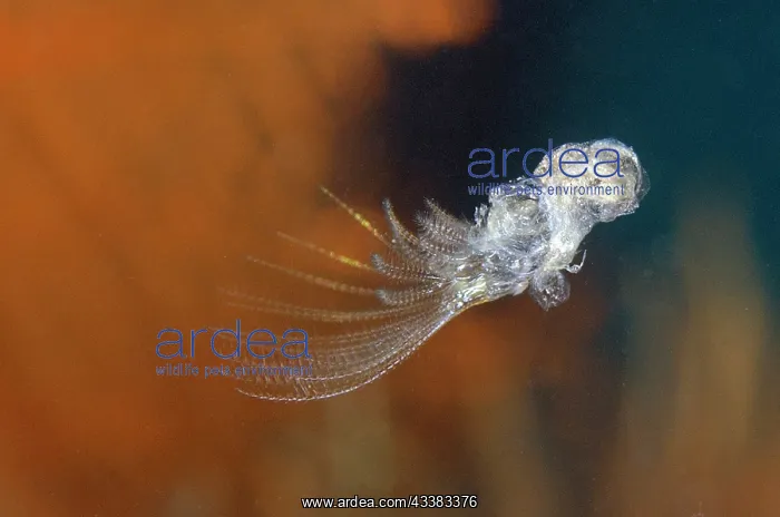 : Free-swimming juvenile Barnacle : Free-swimming juvenile Barnacle