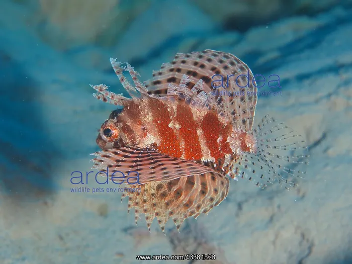 : Free swimming Red Sea Dwarf Lionfish (Dendrochirus : Free swimming Red Sea Dwarf Lionfish (Dendrochirus