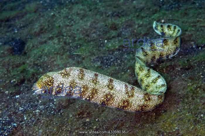 : Free-swimming Snowflake Moray Eel : Free-swimming Snowflake Moray Eel